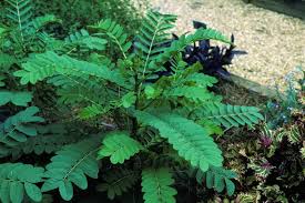 Image result for Senna didymobotrya
