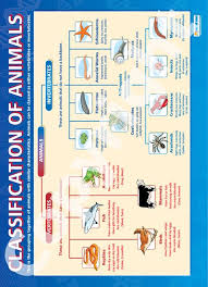 Classification Of Animals Chart Animal Science Science