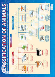 classification of animals chart animal science science