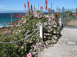 Image result for Barleria obtusa