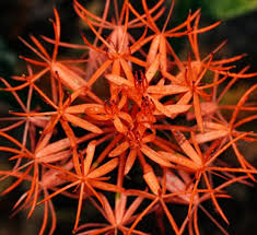 Image result for Scadoxus cinnabarinus