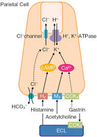Image result for Potassium Competitive Acid Blocker