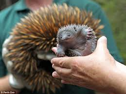 Snuggles From Puggles The Tiny Baby Echidnas That Can Curl Up In The Palm Of Your Hand Echidna Puggle Echidna Puggle