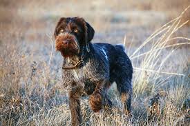 Check spelling or type a new query. Breed Profile The German Wirehaired Pointer Covey Rise Magazine