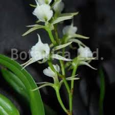Image result for Diaphananthe bidens