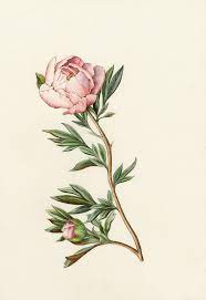 He is famous for his miniature work on various manuscripts in the collection of the habsburg dynasty. Flowers Drawings Inspiration Peony From The Collection Of Botanical Illustrations Of Flowers By Wendy Hollen Flowers Tn Leading Flowers Magazine Daily Beautiful Flowers For All Occasions