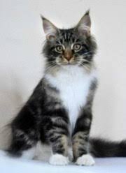 Buy and sell cats for sale on trade me. Maine Coon Cat Breeders List