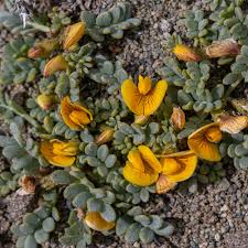 Image result for Kotschya aeschynomenoides