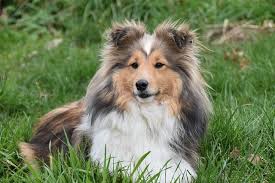 What Do You Think Dogs Say To Their Owners Dogs Amazing Animal Stories Dog Portraits