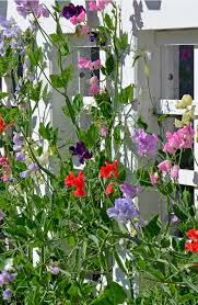 The vines are ideal for intertwining around a trellis, and they will grow best in zones nine and above. Climbing Flowering Vines Perennials Fast Shade Trellis Sun Plant Guide Beesandroses Com