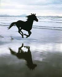 Interesting Pic Beautiful Horse Pictures Horses Horse Pictures