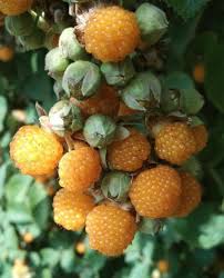 Image result for Rubus ellipticus