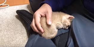 Kucing muntah bikin gak tega lihatnya! Reaksi Comel Anak Kucing Mamai Selepas Tuan Alih Dari Tempat Tidur Buat Warganet Cair Era Baru