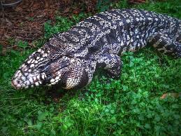 Argentine Black And White Tegu For Sale Uk Westley My Black And White Argentine Tegu Having Fun Exploring Tegu Small Pets Animals And Pets
