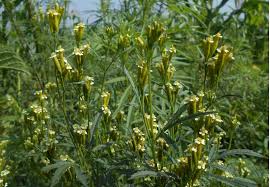 Image result for Eriosema tisserantii