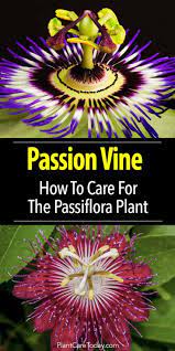 Pin On Best Of Plantcaretoday
