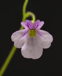 Image result for Genlisea margaretae