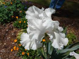 White Is Always On Causing The Eye To Be Drawn To It This Iris Strikes A Pose And Enhances Everything That Surrounds Plant Zones Iris Plants