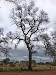 Image result for Syncolostemon elliottii