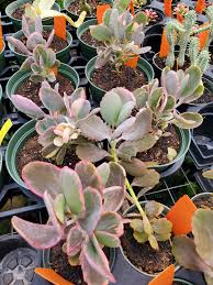 Image result for Kalanchoe fedtschenkoi