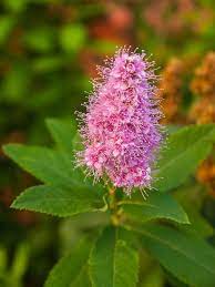 Spiraea Douglasii Spirea Shrub Flowers Spring Flowers