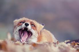 Funny Fox Series Screaming Fox By Roeselien Raimond In 2021 Funny Fox Animals Fox