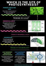 In plants, leaf cells have. Poster On Site Of Photosynthesis In What Cell Organelle Does Photosynthesis Occur