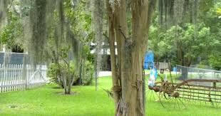 Panoramio Photo Of Tree Covington Louisiana Lake Pontchartrain Best Vacations