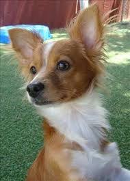 Image Result For Papillon Mix With Toy Fox Terrier Rat Terrier Dogs Cute Dogs And Puppies Animals