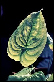 Image result for Cyanastrum