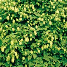 Die ernte findet anfang september statt. Hopfen Klettermax Im Ca 17 Cm Topf Online Kaufen Bei Gartner Potschke