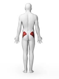 Butt Ology 101 How To Enhance Your Gluteal Muscles