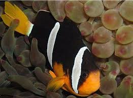 Image result for Sebaea junodii