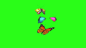 Pin On Butterflies Flying
