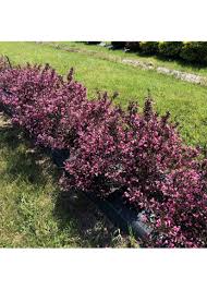 Image result for Weigela