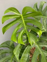 Monstera Deliciosa Brazilian Form