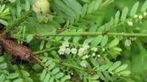 Image result for Englerina