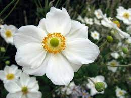 How To Grow Anemone Bulbs One Hundred Dollars A Month Plants Anemone Planting Bulbs