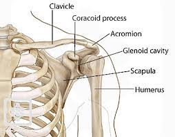 What type of bones make up the neck head and shoulder. Bones Joints Of The Shoulder Shoulderdoc
