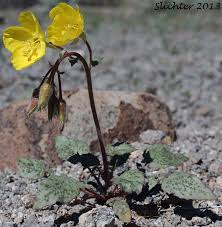 Image result for Secamone brevipes