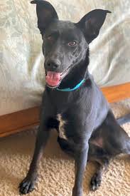 Porter county, portage indiana, in id: 6 Lovable Pups To Adopt Now In Indianapolis