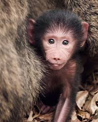 How cute is this baby baboon?!😍 Baboons are noisy and sociable animals.🐵  They exhibit many behavioral traits that are considered to be  'human-like'.⁣😄 The bond between mother and infant baboon is very