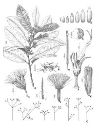 Image result for Vernonia longipedunculata
