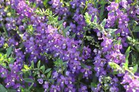 Angelonia Angelmist Spreading Purple Imp Blue Plants Plants Zinnias