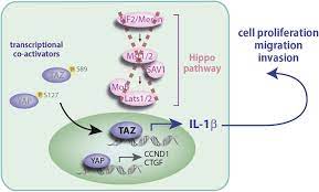 Doctors will determine an individual's treatment plan based on cancer type, stage and patient there are doctors and cancer centers around the united states who specialize in treating malignant mesothelioma. Progress Of Malignant Mesothelioma Research In Basic Science A Review Of The 14th International Conference Of The International Mesothelioma Interest Group Imig2018 Lung Cancer