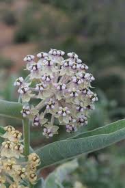 Image result for Polycarpaea eriantha