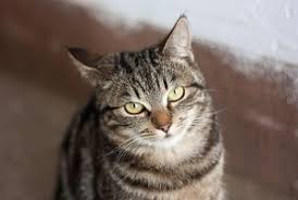 See who is on houseparty even when you're not online. 161 Female Tabby Cat Names You Will Love Faqcats Com