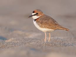 Image result for Artabotrys collinus