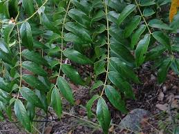 Image result for Senna petersiana