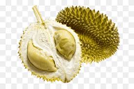 Pikbest ให้การดาวน์โหลด ทุเรียนเวกเตอร์ psd ที่น่าสนใจ. Two Durian Fruit Tropical Fruit Durio Zibethinus Durian Pancake Food Others Dried Fruit Tropical Fruit Fruit Png Pngwing
